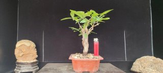 Pre Bonsai GARMEN n1