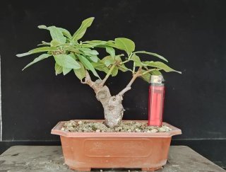 Pre bonsai GARMEN n2