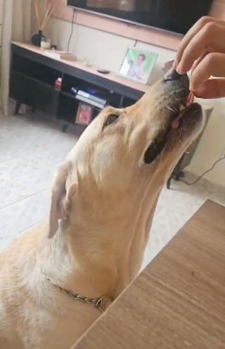 Paseos y Cuidado de Mascotas en Barcelona
