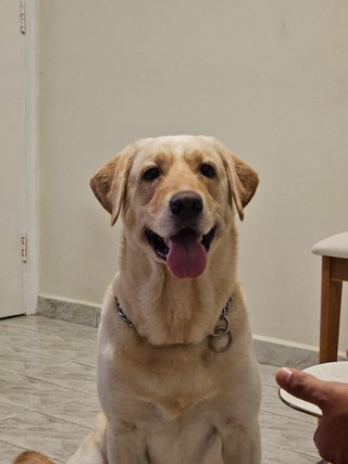 Paseos y Cuidado de Mascotas en Barcelona