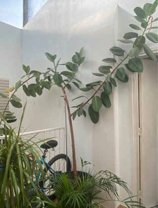 Planta de interior gigante