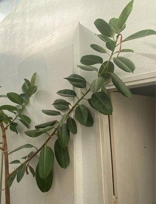 Planta de interior gigante