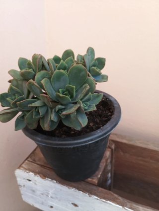 Aeonium haworthii rosa de piedra