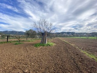 terreno agricola