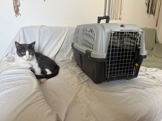Transportín para gato