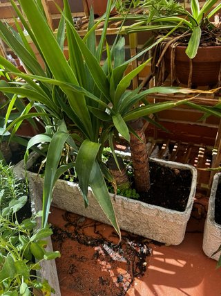 Plantas.