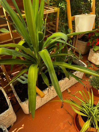 Plantas.