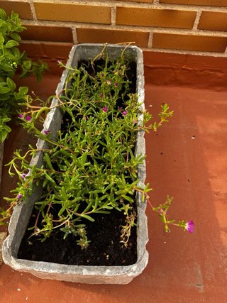 Plantas.