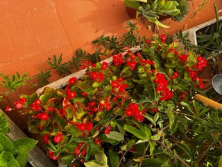Plantas.