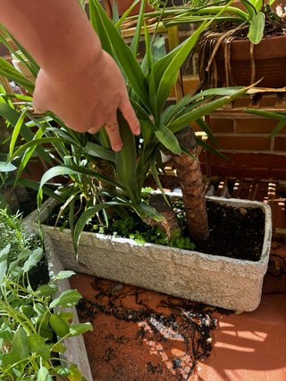 Plantas.