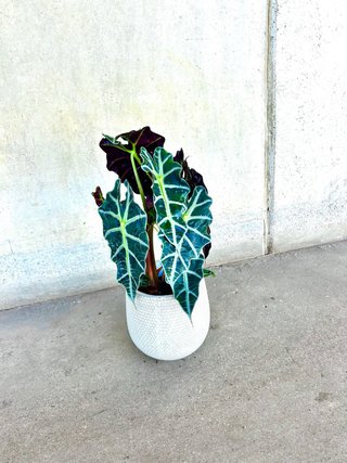 Planta interior/exterior Alocasia Polly en maceta