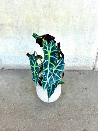 Planta interior/exterior Alocasia Polly en maceta