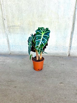 Planta interior/exterior Alocasia Polly en maceta
