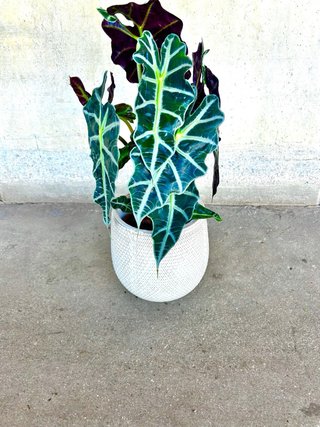 Planta interior/exterior Alocasia Polly en maceta