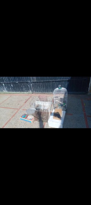 Jaulas para pájaros