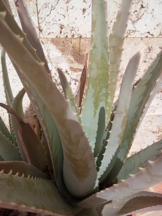 Aloe Vera en maceta o para hojas