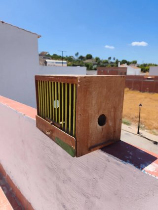 Cajón para perdiz de madera