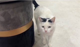 Puff negro y blanco