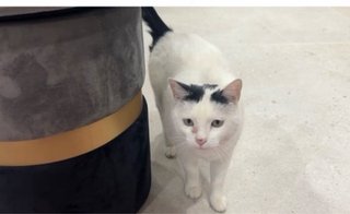 Puff negro y blanco