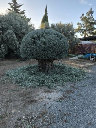 Olivos  centenarios