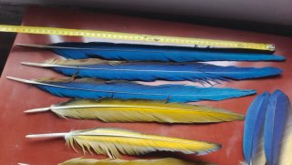 Plumas de Guacamayo Auténticas