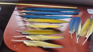 Plumas de Guacamayo Auténticas