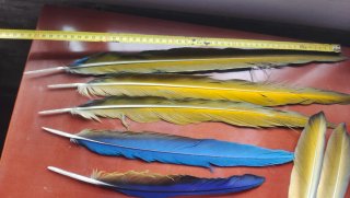 Plumas de Guacamayo Auténticas