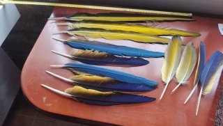 Plumas de Guacamayo Auténticas