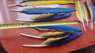 Plumas de Guacamayo Auténticas