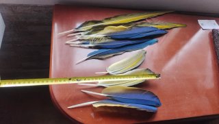 Plumas de Guacamayo Auténticas