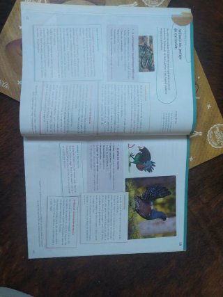 Lingua 5.