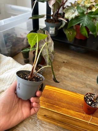 Pack 3 Alocasias