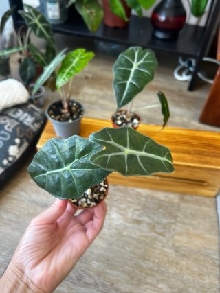 Pack 3 Alocasias