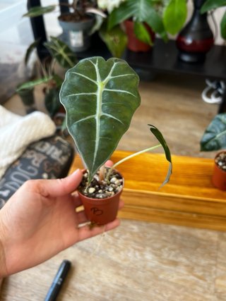 Pack 3 Alocasias