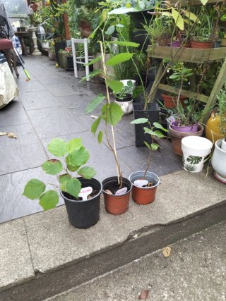 Avellanos en maceta