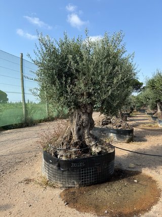 Olivos centenarios precio Agricultor