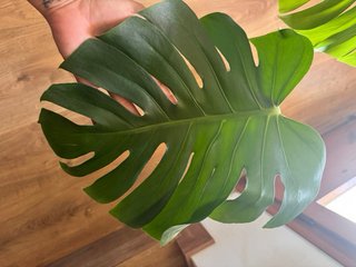 Monstera Deliciosa (Costilla de Adán)