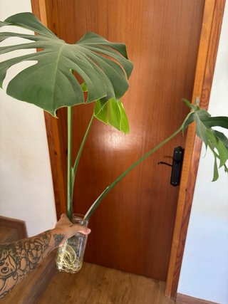 Monstera Deliciosa (Costilla de Adán)