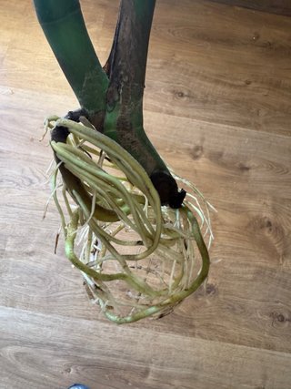 Monstera Deliciosa (Costilla de Adán)