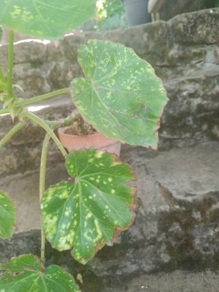Begonia manicata aureomaculata