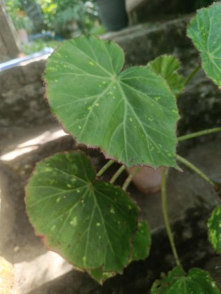Begonia manicata aureomaculata