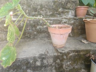 Begonia manicata aureomaculata