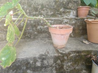 Begonia manicata aureomaculata