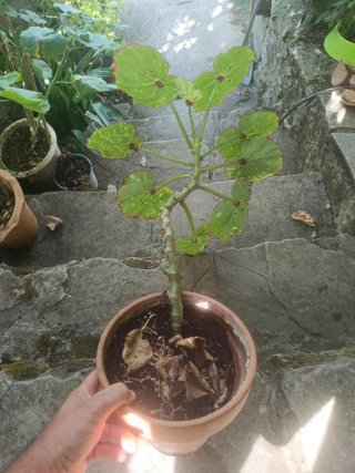 Begonia manicata aureomaculata