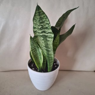 Planta Sansevieria en maceta blanca