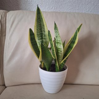 Planta Sansevieria en maceta blanca