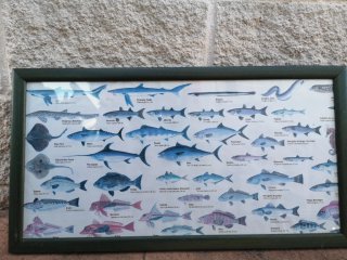 Póster Especies Bahía de Cádiz