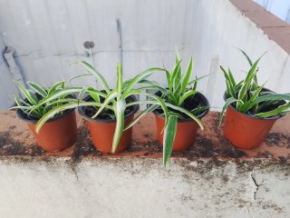 Plantas Cinta en tiesto 10 cm diámetro