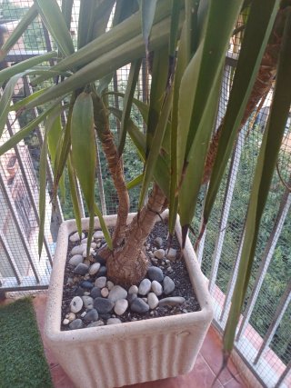 Yuca Pata de Elefante con macetón de piedra