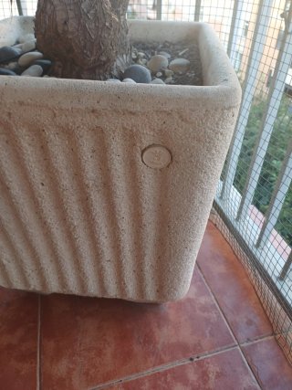 Yuca Pata de Elefante con macetón de piedra